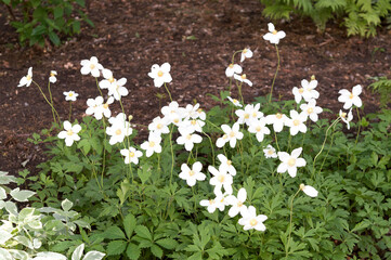 Green, white twigs and leaves of ornamental, deciduous plant Anemone sylvestris. Photo for the catalog of plants of the garden center or plant nursery. Sale of green space. Close-up