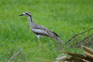 Australian Bush Stone-curlew walking in grass