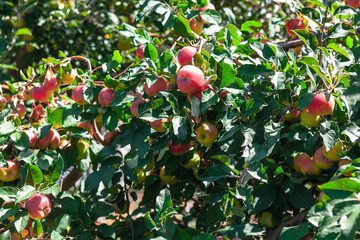 Garden with apple trees . Crop of fresh apples on the branches