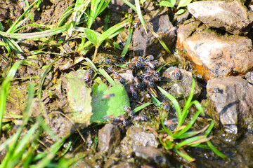 honey bees on the ground, Honey bees are drinking water together.
