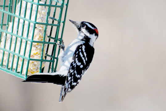 A Downy Woodpecker Feeding from the Side of a Suet Feeder	