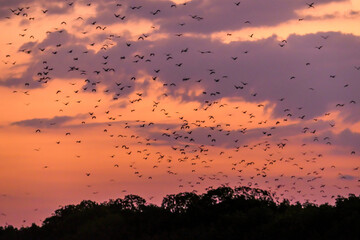 Sunda Flying Foxes flying out of their cave in search for food during sunset in Komodo National...