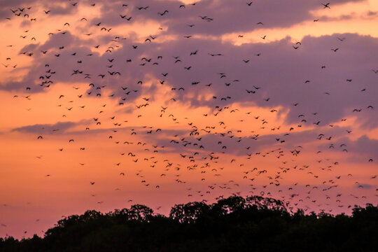 Sunda Flying Foxes flying out of their cave in search for food during sunset in Komodo National Park, Indonesia. The sky is full of gigantic bats. Sky is exploding with sunset colors. Natural habitat