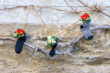 Frühlingsdekoration mit Primeln an einer Hauswand im Rheintal 