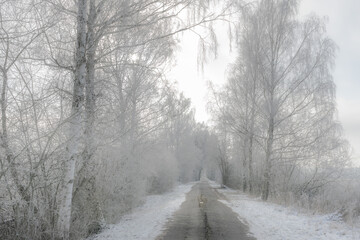 Winter road in the forest, trees, frost