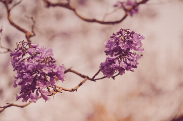 Jacarandas