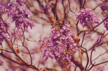 jacaranda