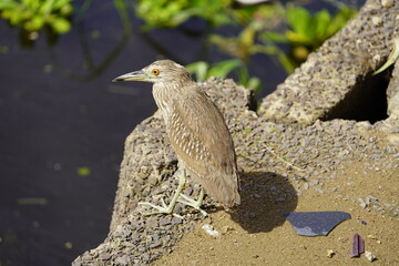 
Green Heron (Butorides virescens) Ardeidae family. Amazon, Brazil