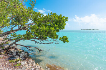 Green plants and turquoise water in the Florida Keys