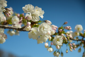 view of a cherry branch with white flowers