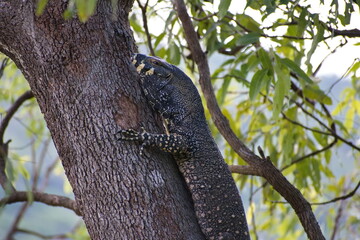 Australian large lace monitor lizard or tree goanna in a tree