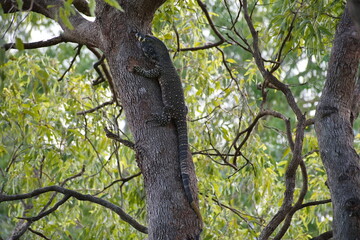 Australian large lace monitor lizard or tree goanna in a tree