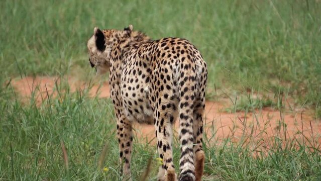 cheetah is walking, slow motion