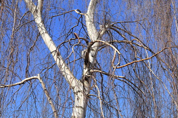  Bright Birch Tree Trunk Against a Blue Sky