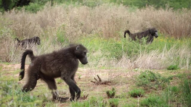 baboons is walking. monkey family