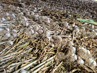 Garlic harvest, growing vegetable, agriculture background