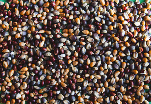 A mix of different types of popcorn kernels; red, black, and yellow.