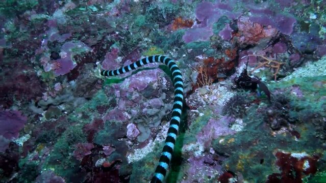 
Black Banded Sea Snake (hydrophis Melanocephalus) - Swimming - Philippines