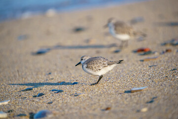Sanderling (Calidris alba) feeding on the sand beach by the sea