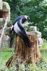 Andean condor sitting on a stump
