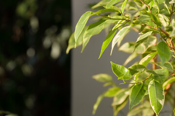 Green natural leaves on black white wall background. Sunny summer day in the garden, defocus background, сopy space.