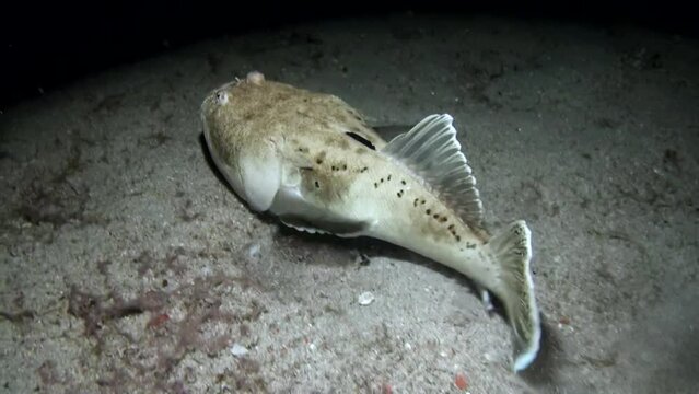 
Stargazer (Uranoscopus) Swims and Hides in Sandy Bottom - Philippines
