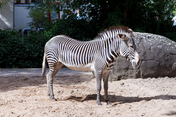 Fototapeta na wymiar zebra walking in the zoo