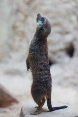meerkat standing on a rock in the zoo