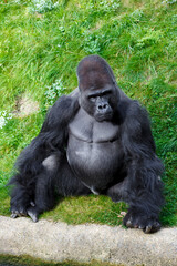Naklejka premium big black gorilla in the zoo