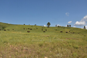Fototapeta na wymiar Herd of Grazing American Buffalo in a Grass Field