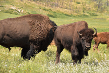 Grazing Herd of American Buffalo in the Summer