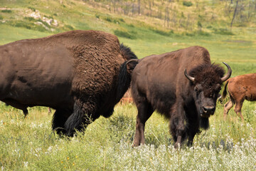 Young American Buffalo Standing with a Bison Bull