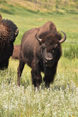 Mosquitos on the Face of an American Buffalo