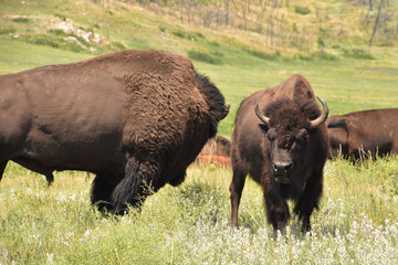 Bison Bull with a Juvenile Bison in a Field