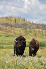Bison Pair in a Stunning Landscape