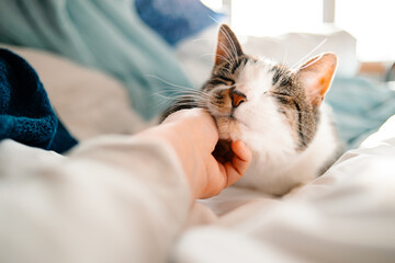 Fototapeta A cat gets their chin pet while cuddled up in bed obraz
