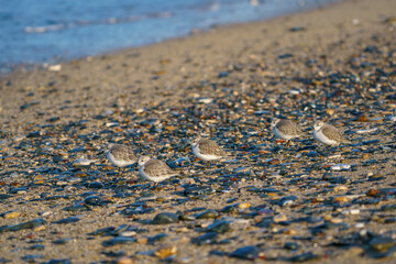 Sanderling (Calidris alba) feeding on the sand beach by the sea