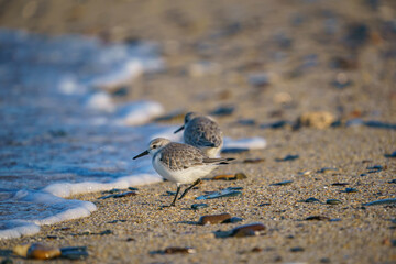 Sanderling (Calidris alba) feeding on the sand beach by the sea