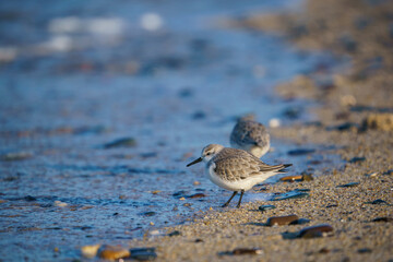 Sanderling (Calidris alba) feeding on the sand beach by the sea