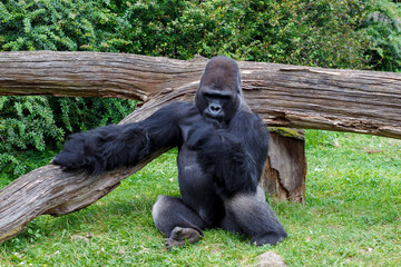 big black gorilla in the zoo