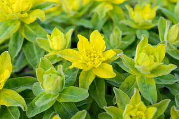 Obraz premium Bright yellow flowers of a perennial flowering plant. Euphorbia epithymoides. Photo for the catalog of plants of the garden center or plant nursery. Sale of green space. Close-up.