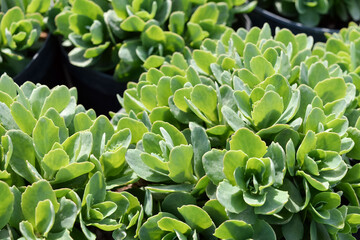 Green leaves with white bloom of perennial ornamental plant Sedum spectabile Carl in black containers or pots. Close-up