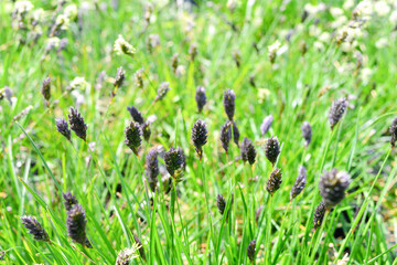 Fluffy blue and black inflorescences with feathery green leaves. Sesleria caerulea. Photo for the...