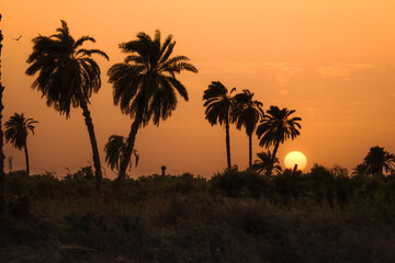 Sunset over palm trees in the countryside of Faiyum, Egypt