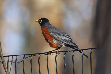 robin sitting on fence