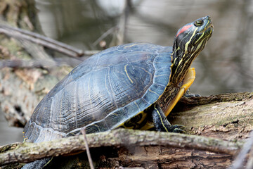 turtle sitting on log in pond head closeup