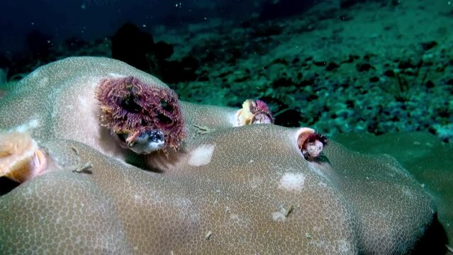 
Christmas Tree Worms (Spirobranchus giganteus) Emerging from its Tube - Philippines