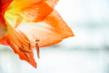 Fototapeta na wymiar An orange amaryllis blooms in front of a window