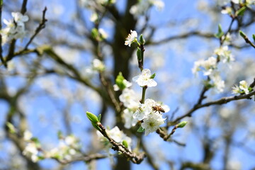 Eine Biene besucht einen Zwetschgenbaum im Frühling