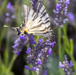 Fennel Swallowtail on lavender, Provence, France